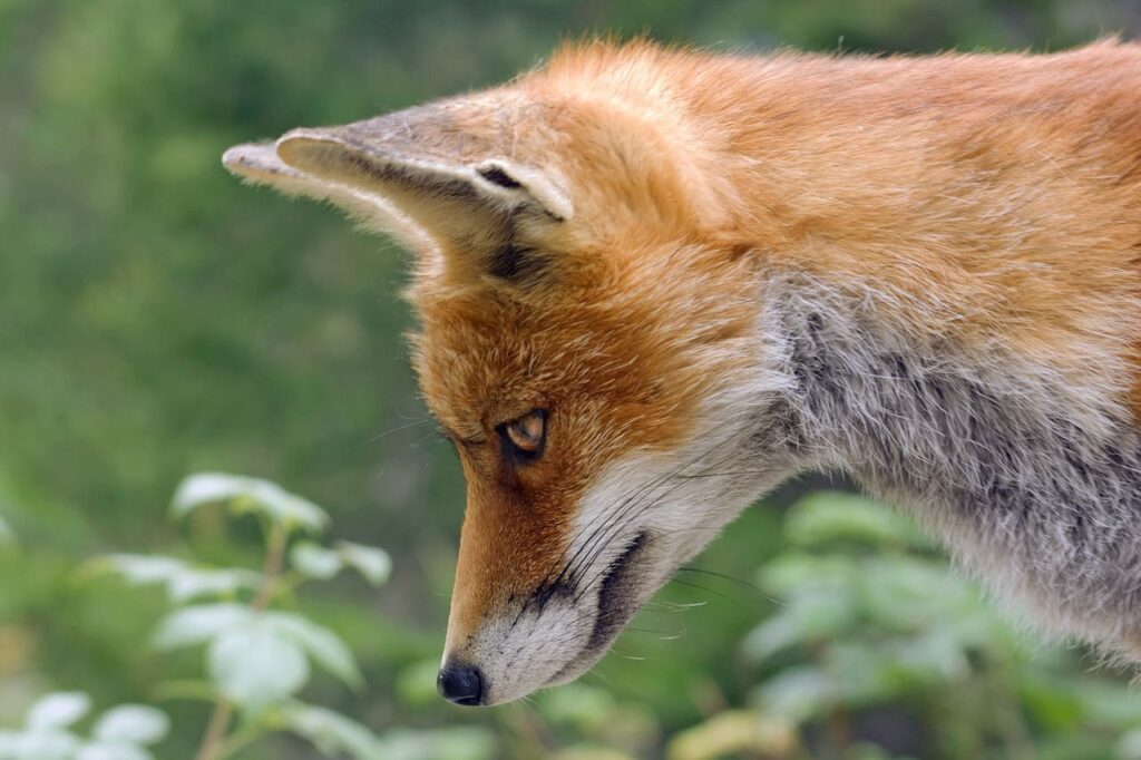 La signification spirituelle de voir un renard qui croise votre chemin La Gazette Eclair